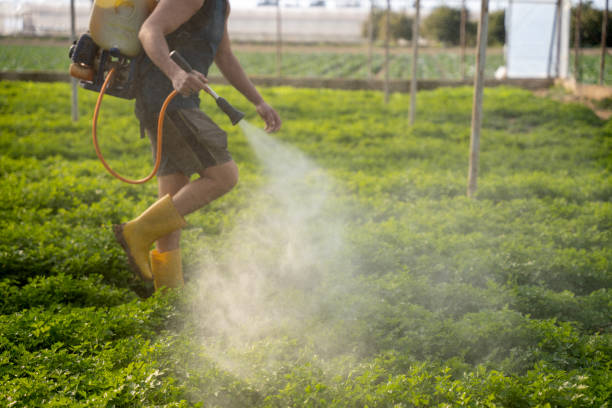 Best Pest Control Near Me  in Tanglewilde, WA
